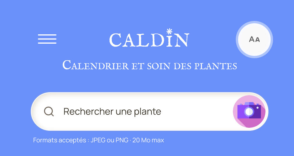 Maquette mobile de l'application de jardinage Caldin posée près de carrés potagers